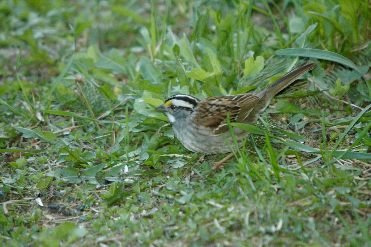 White-throated Sparrow - ML631706560