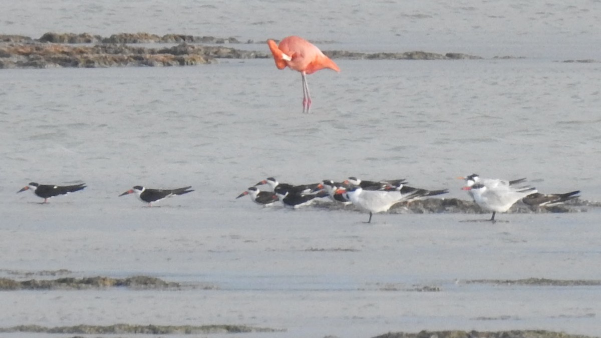 Black Skimmer - ML631706567