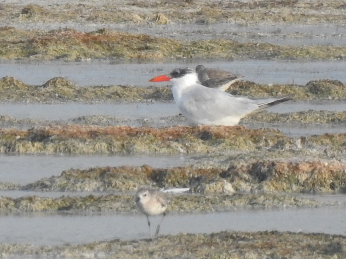 Caspian Tern - ML631706606