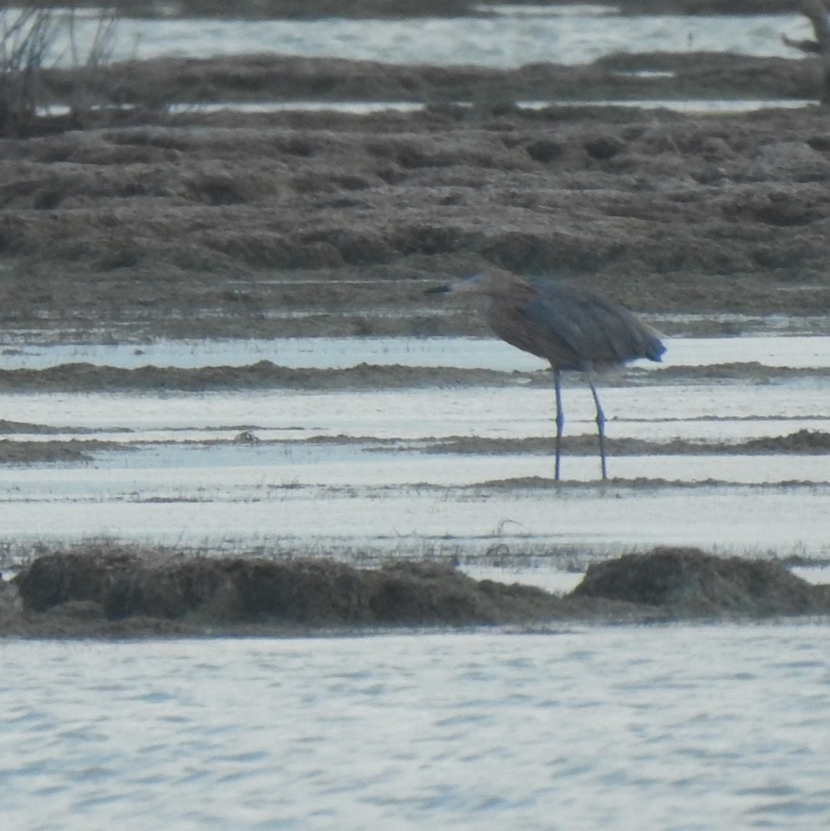 Reddish Egret - ML631706625