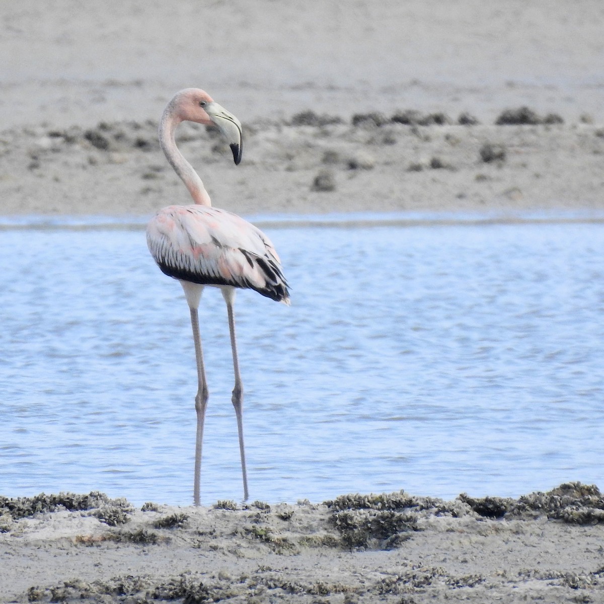 American Flamingo - ML631706725
