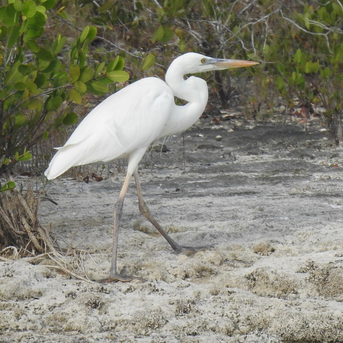 Great Blue Heron (Great White) - ML631706765