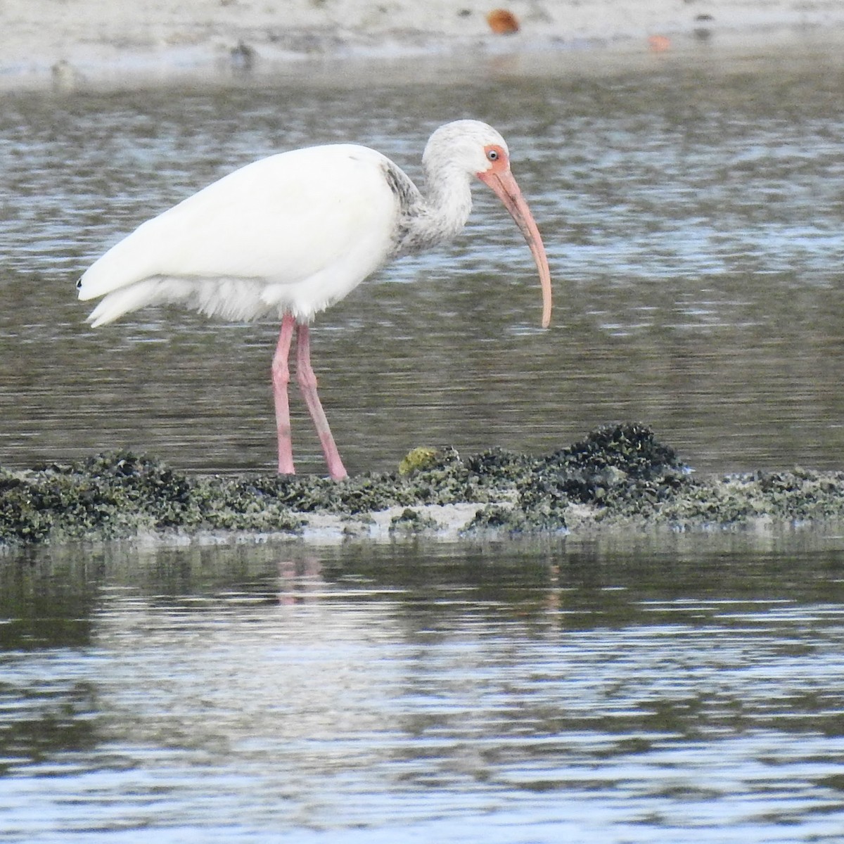 White Ibis - ML631706798