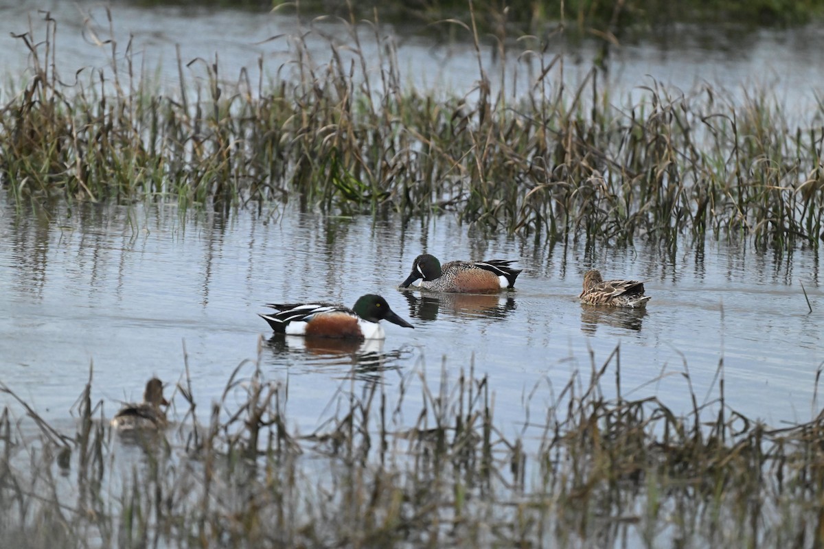 Blue-winged Teal x Northern Shoveler (hybrid) - ML631706824