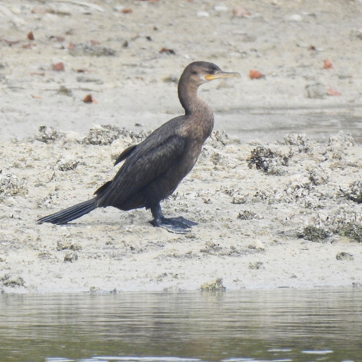 Neotropic Cormorant - ML631706836