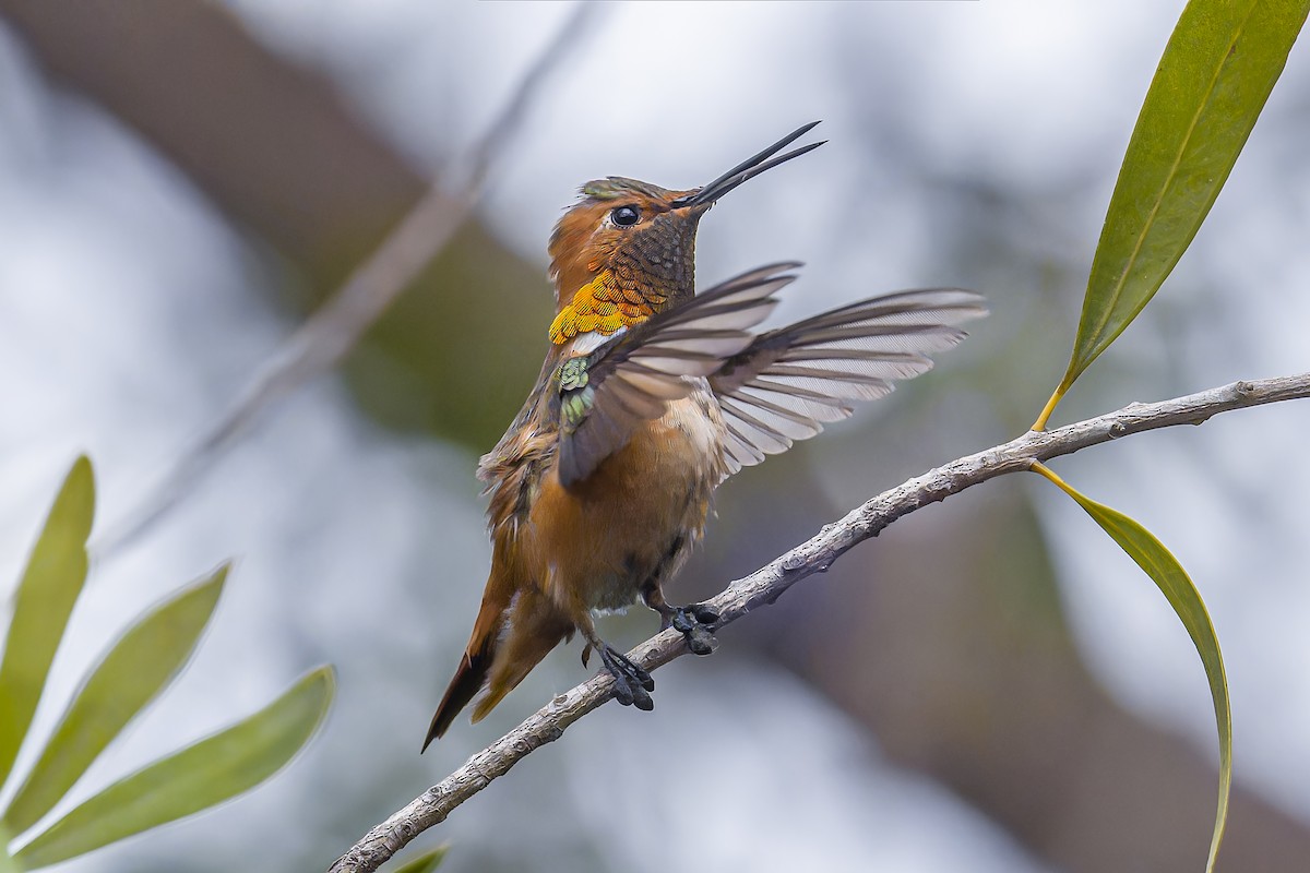 Allen's Hummingbird - ML631707001