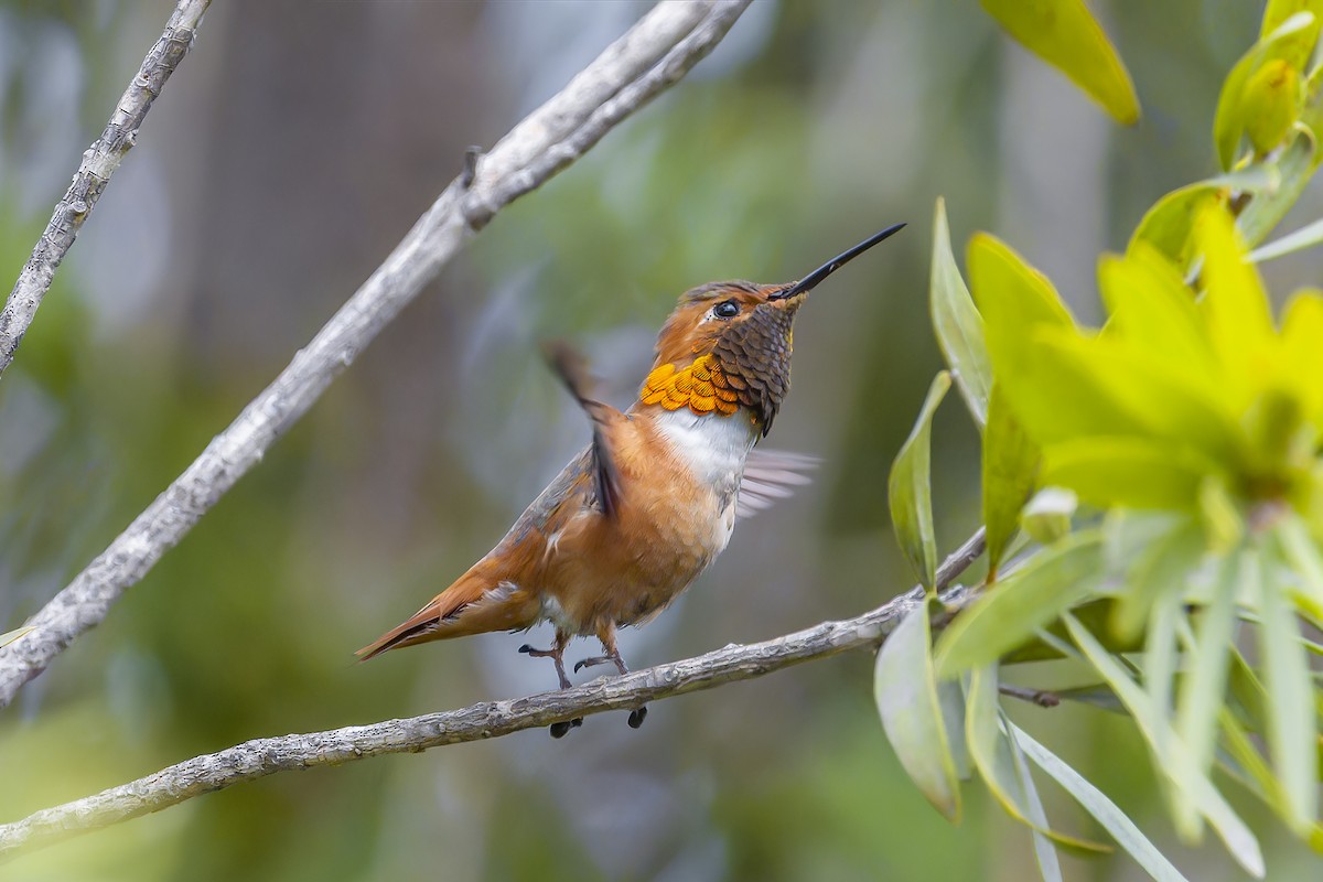 Allen's Hummingbird - ML631707003