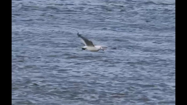 Ring-billed Gull - ML631707045