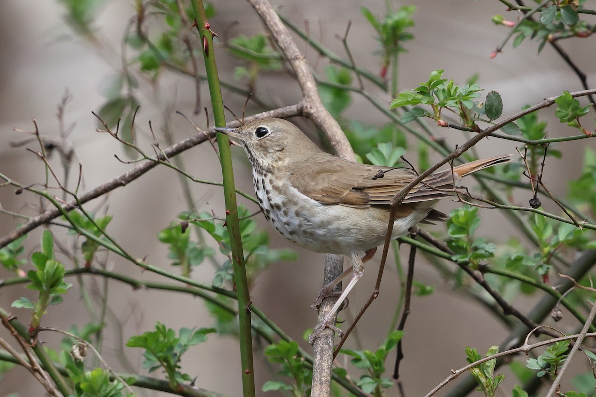 Hermit Thrush - ML631707051