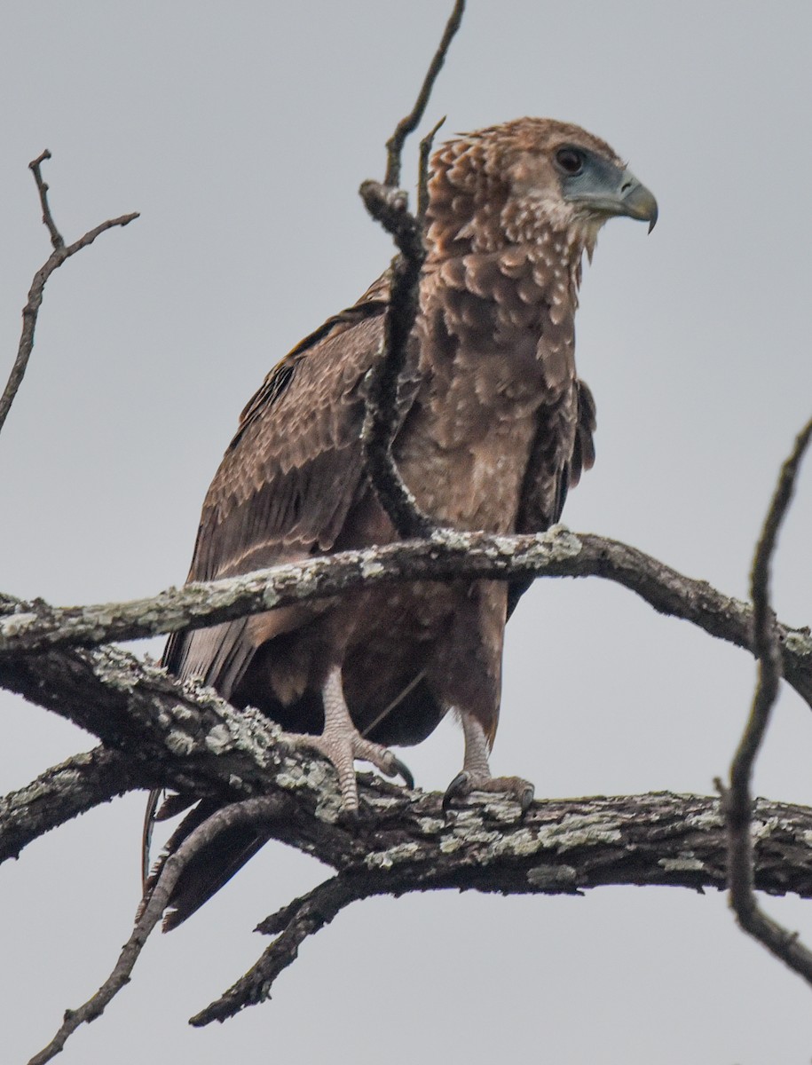Bateleur - ML631707292