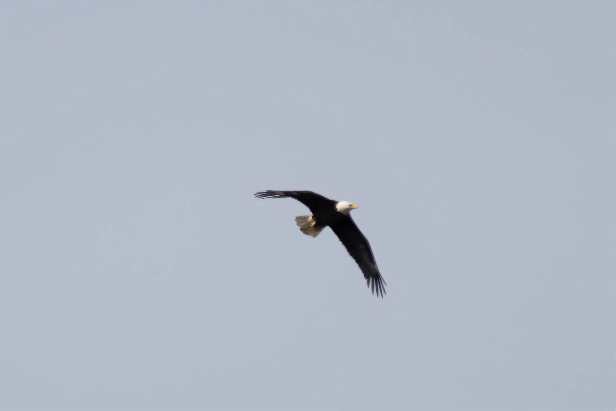 Bald Eagle - ML631707383