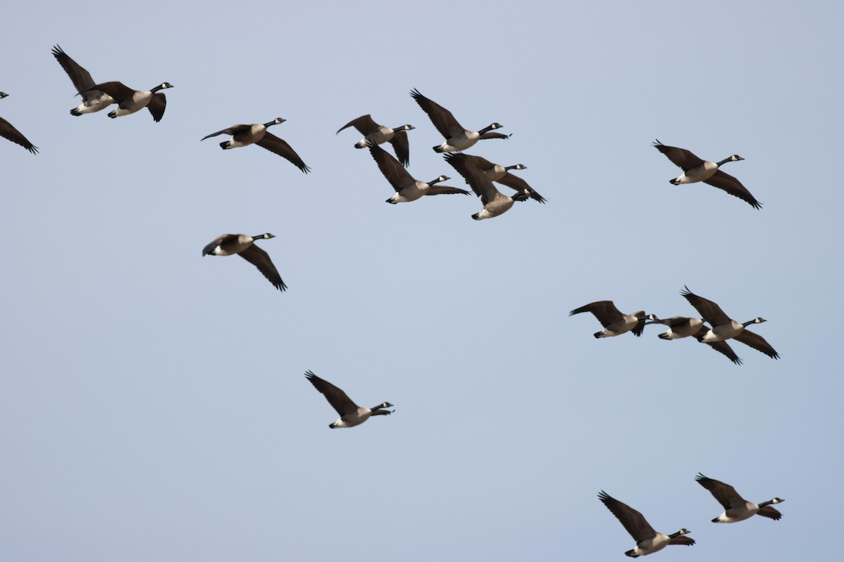 Canada Goose - ML631707395