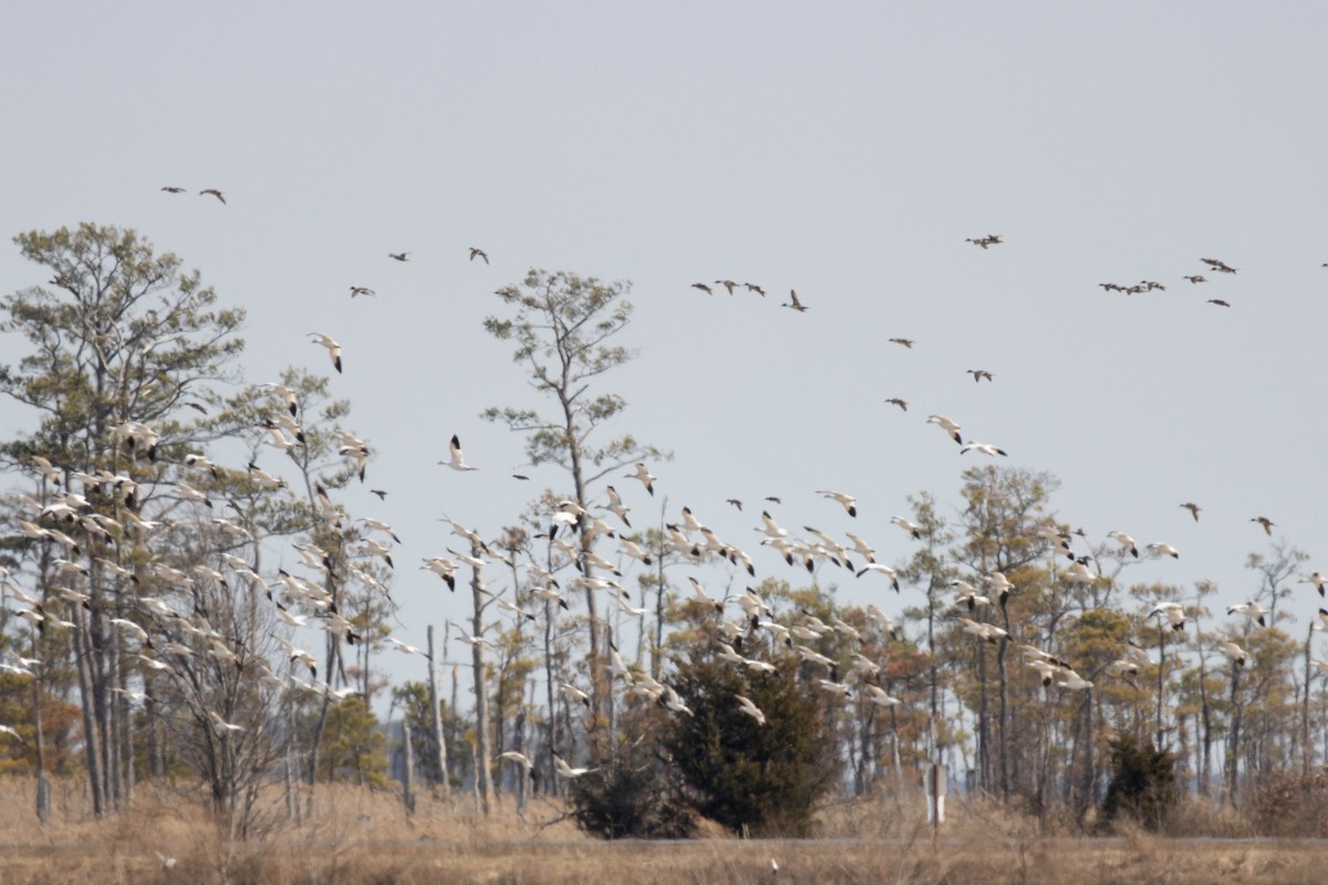 Snow Goose - ML631707407