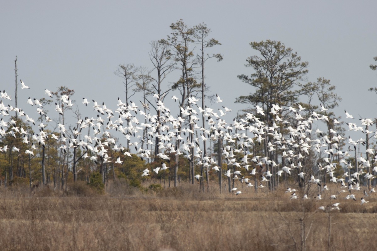 Snow Goose - ML631707410