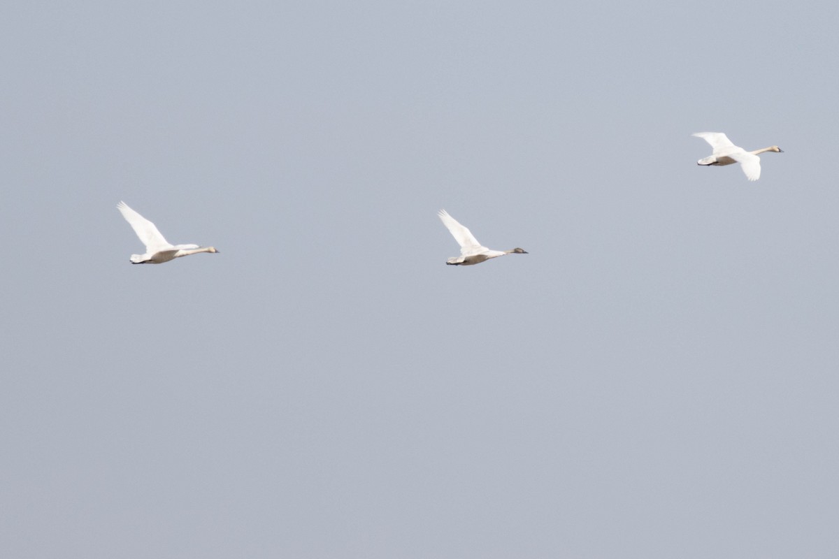 Tundra Swan - ML631707416