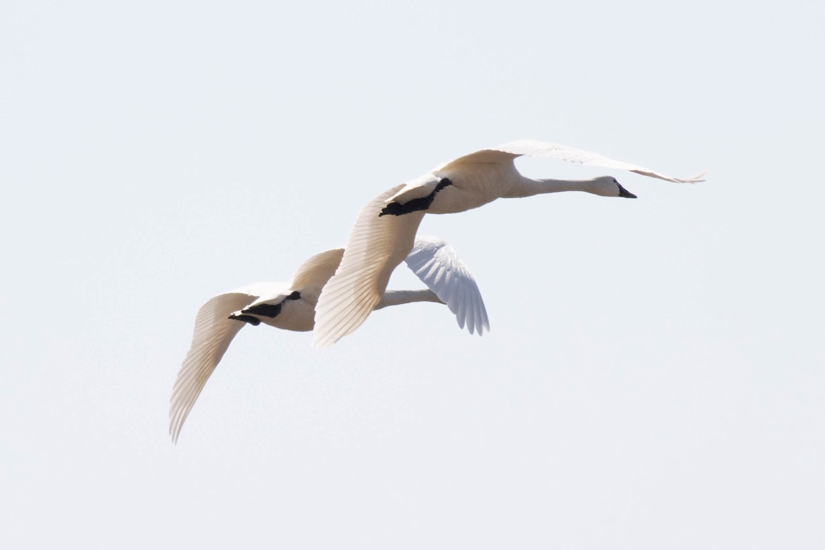 Tundra Swan - ML631707419