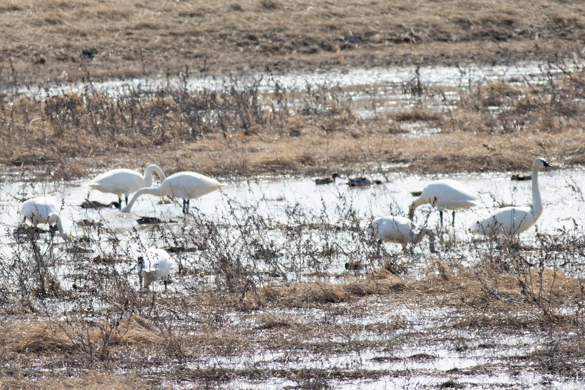 Tundra Swan - ML631707421