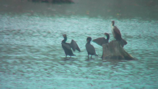 Cormorán Orejudo - ML631707507