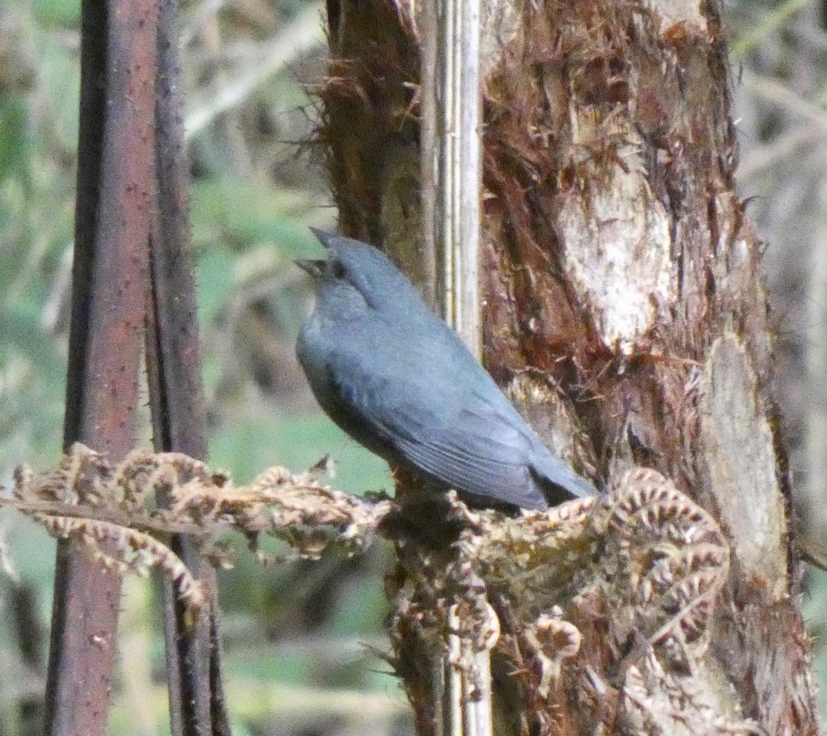 Uniform Finch - ML631707519