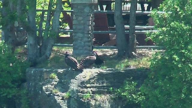 Turkey Vulture - ML631707531