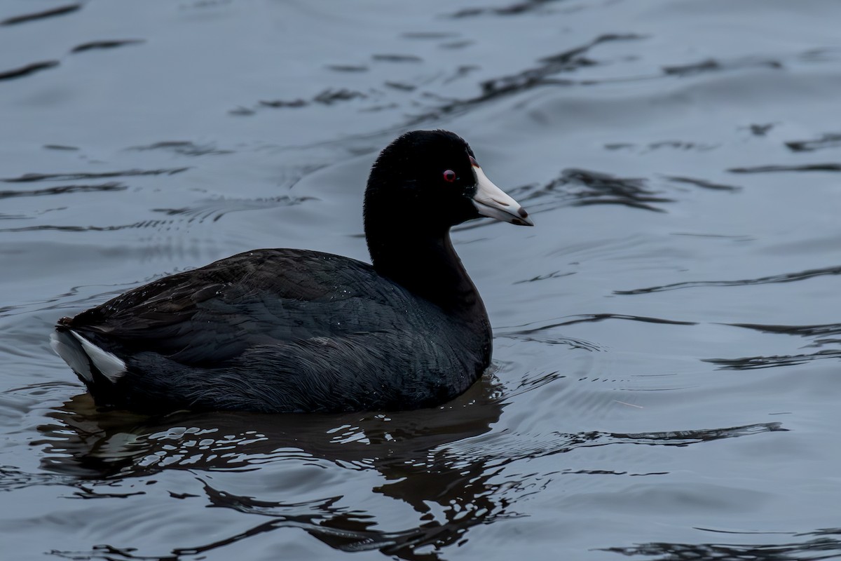 American Coot - ML631707541
