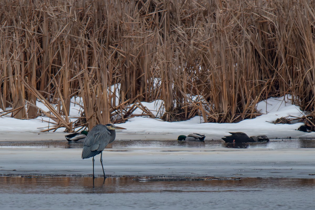 Great Blue Heron - ML631707543