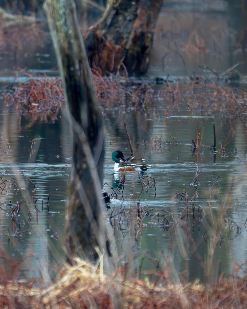 Northern Shoveler - ML631707626