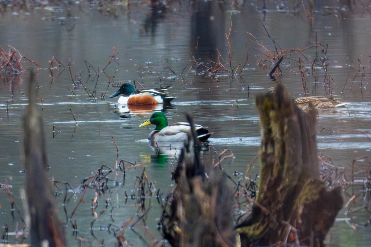 Northern Shoveler - ML631707630