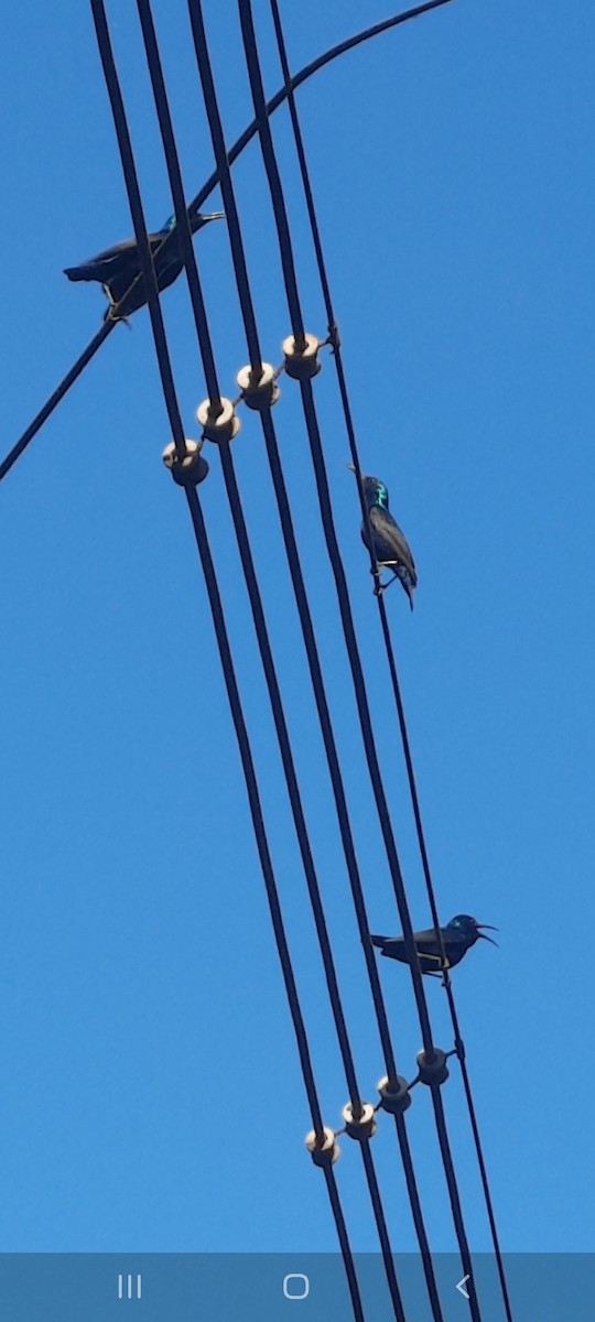 Purple Sunbird - ML631707730