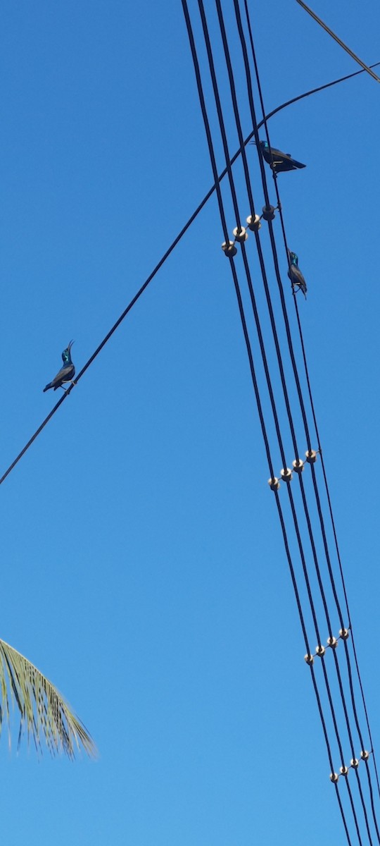 Purple Sunbird - ML631707794