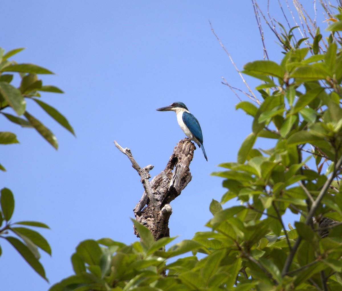 Collared Kingfisher - ML631707872