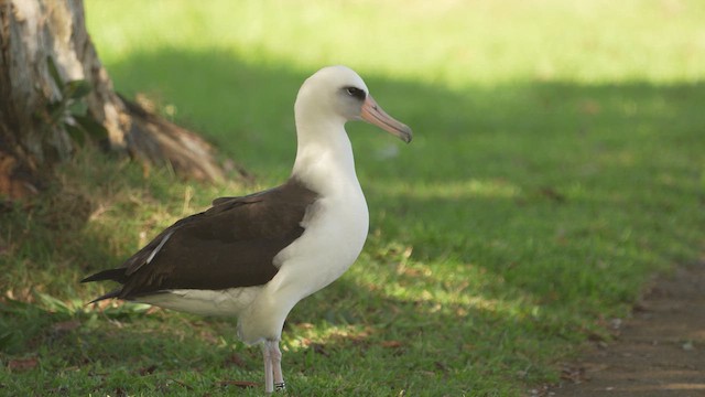 Albatros de Laysan - ML631707873