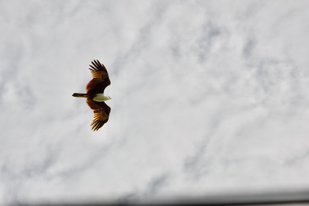 Brahminy Kite - ML631707977