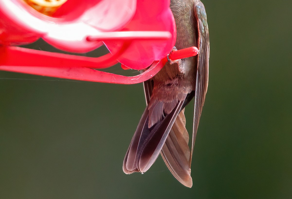 Amethyst-throated Mountain-gem - ML631708068