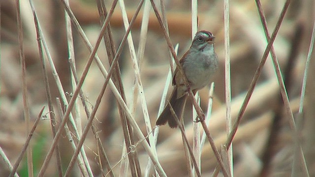 Swamp Sparrow - ML631708076