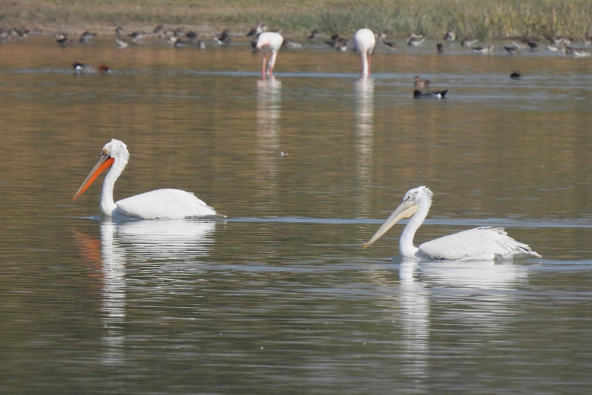 Great White Pelican - Sahana M