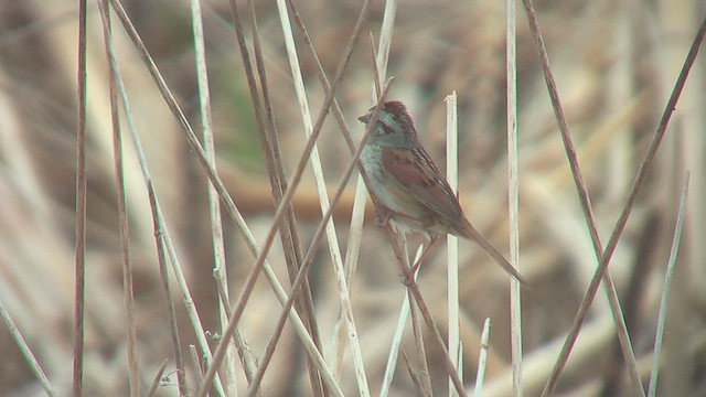 Swamp Sparrow - ML631708080