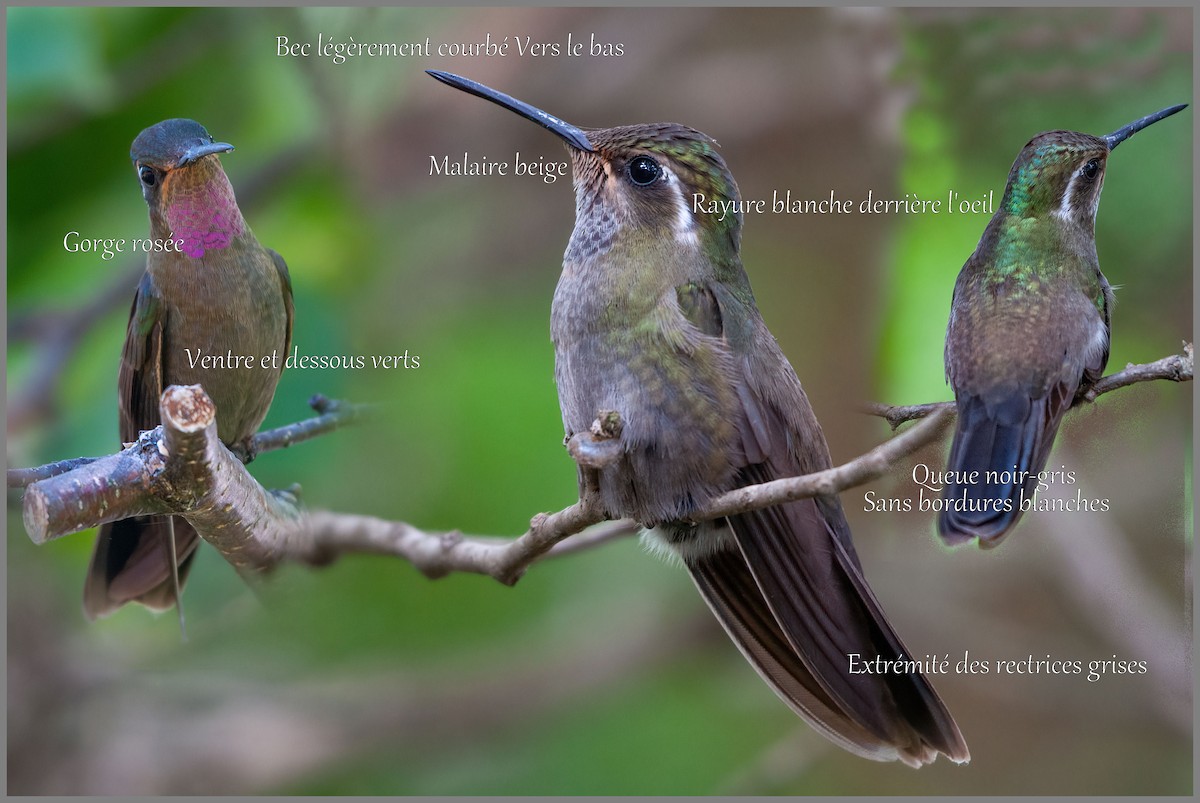 Amethyst-throated Mountain-gem - ML631708082