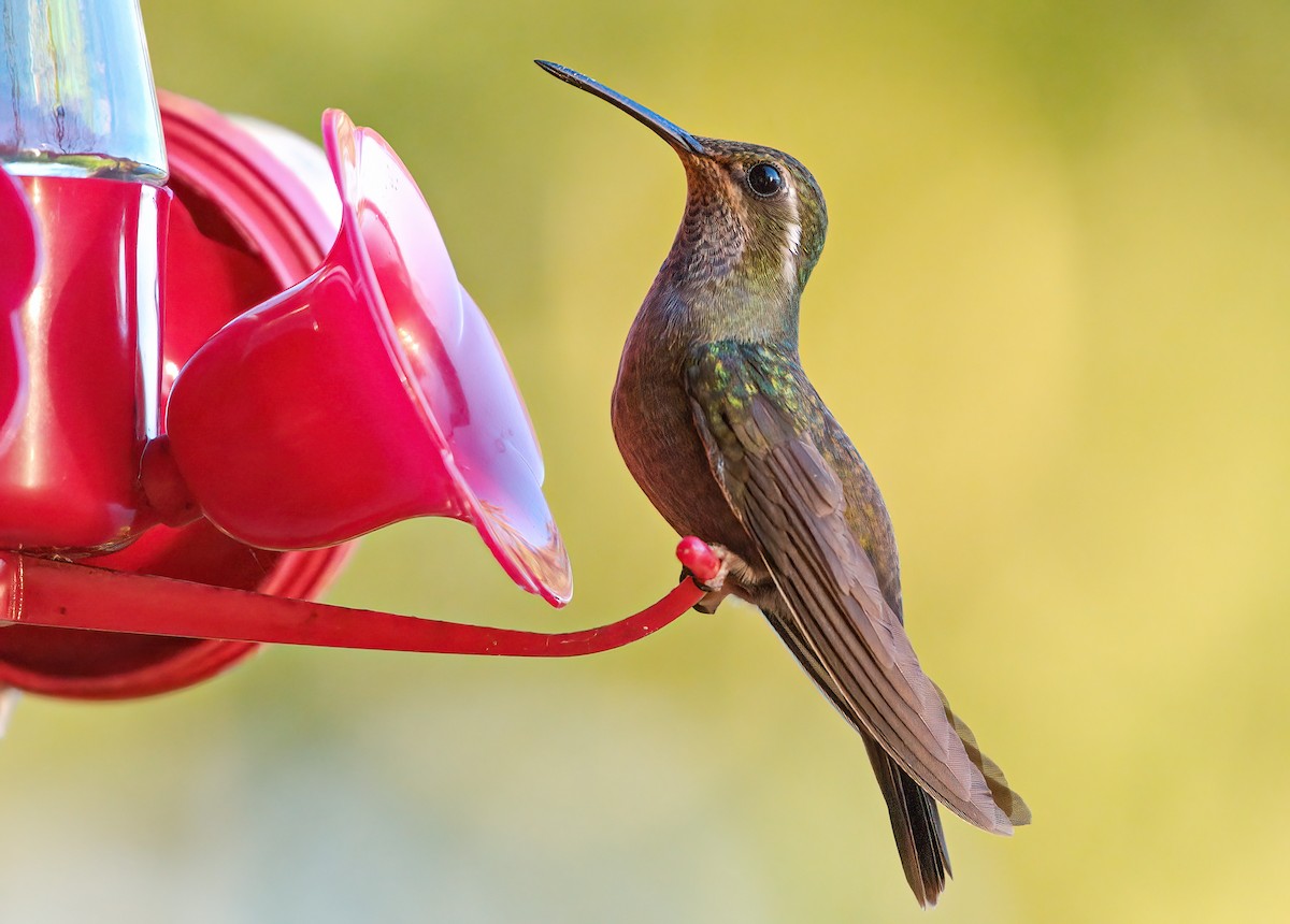 Amethyst-throated Mountain-gem - ML631708090