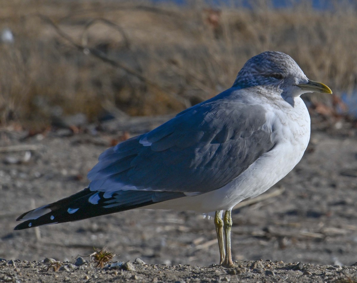 歐亞海鷗(kamtschatschensis) - ML631708105