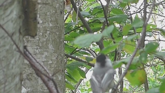 Black-capped Chickadee - ML631708121