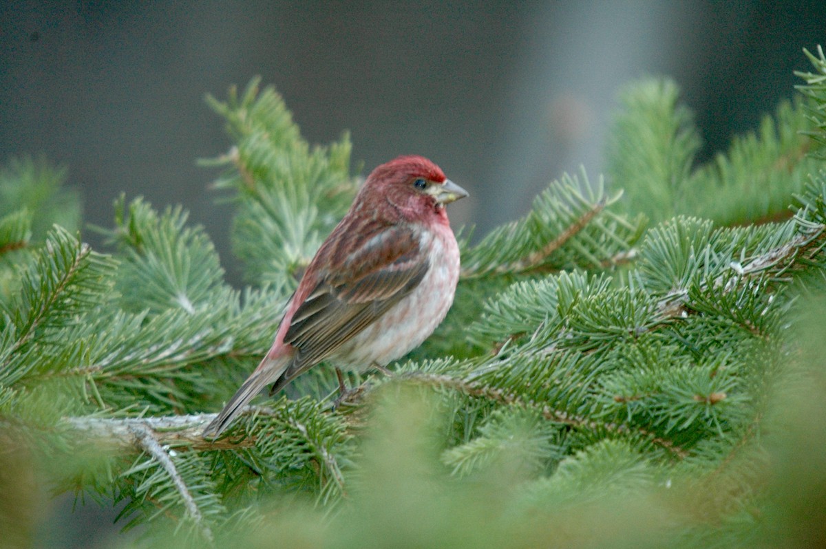 Purple Finch - ML631708122