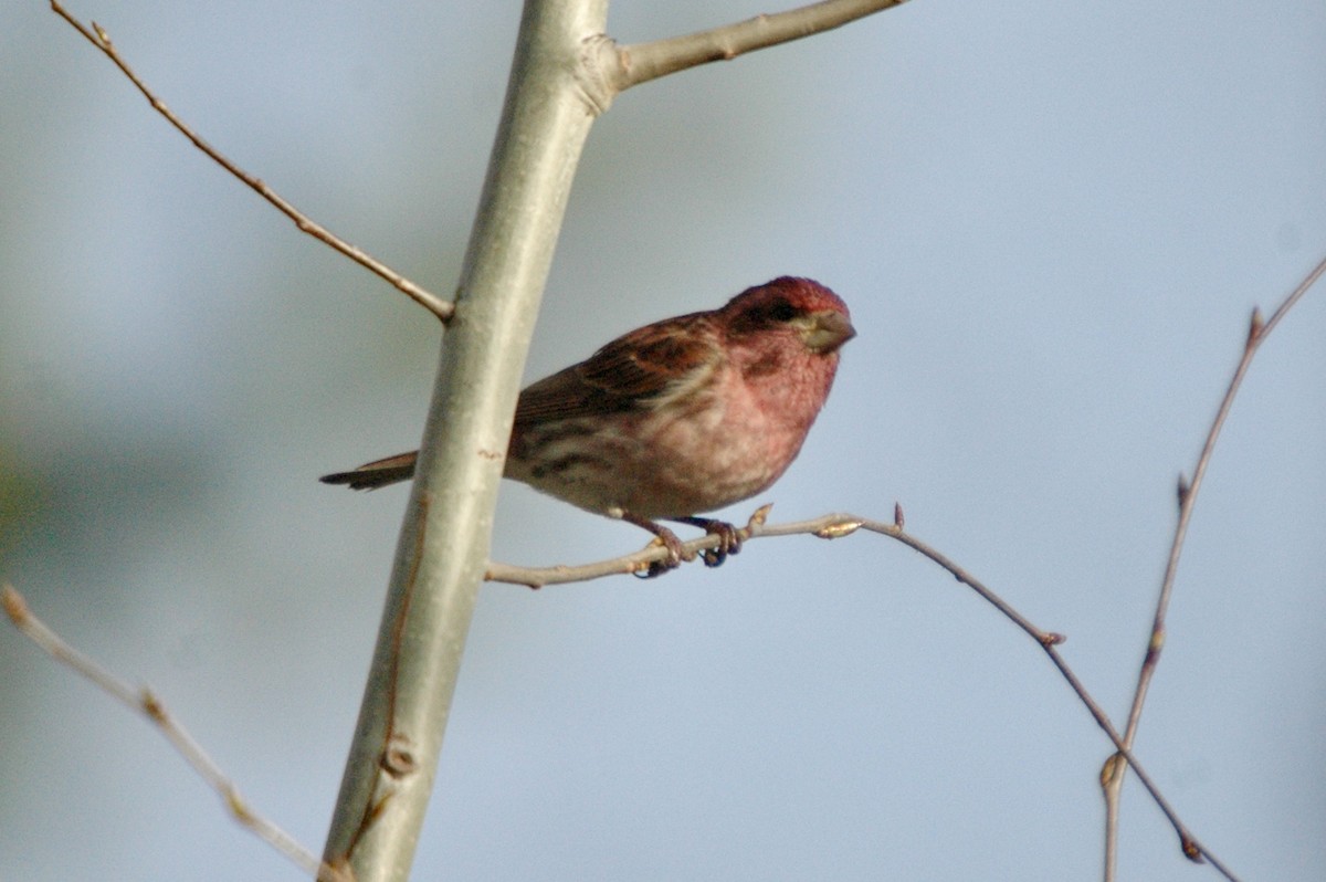 Purple Finch - ML631708177