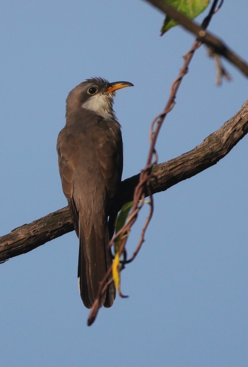 Yellow-billed Cuckoo - ML631708182