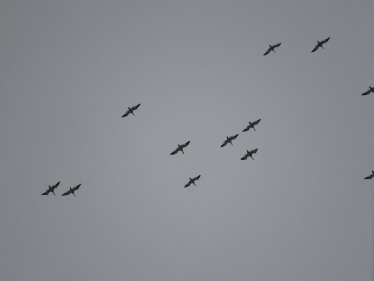 husa sněžní - ML631708215