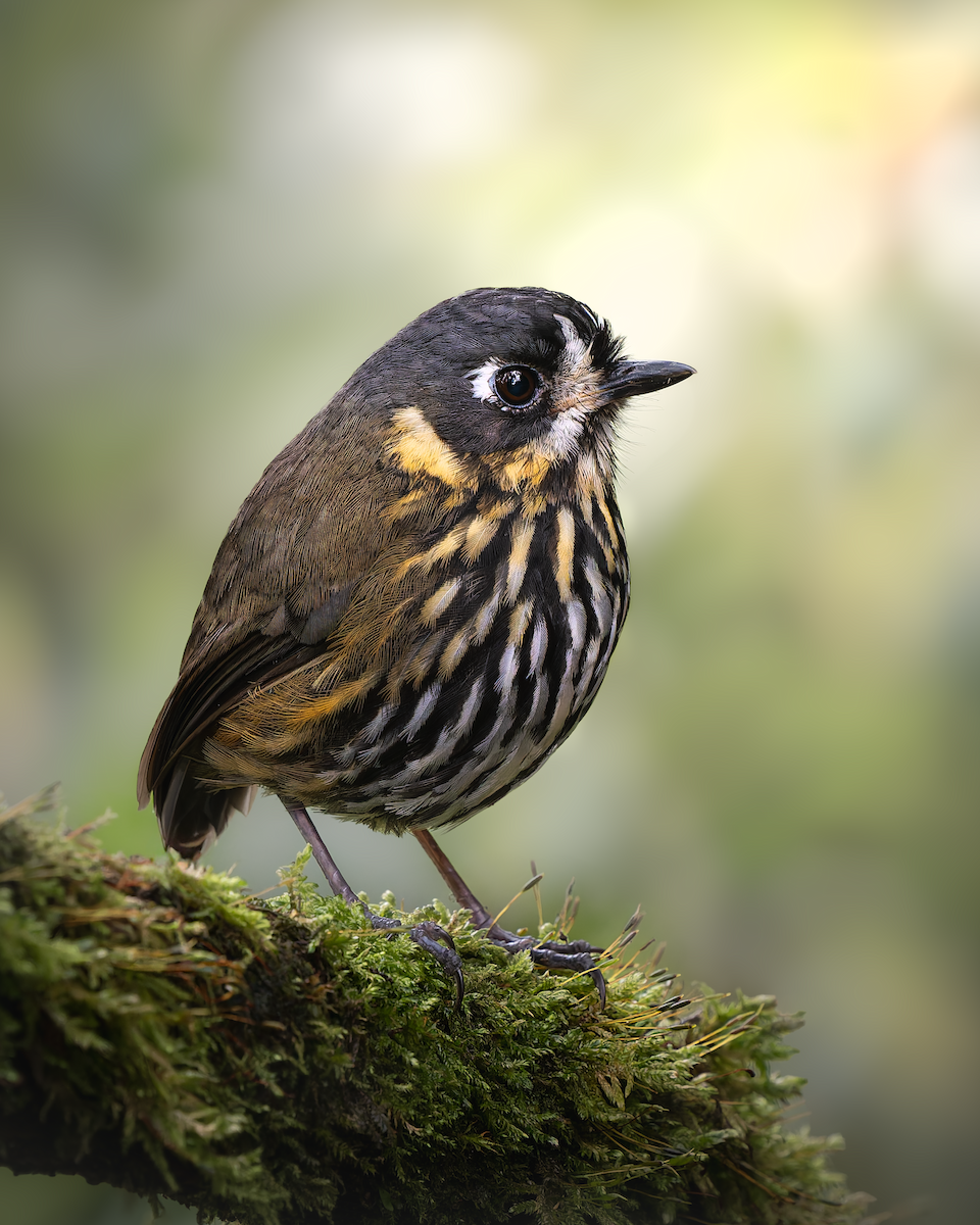 Crescent-faced Antpitta - ML631708235