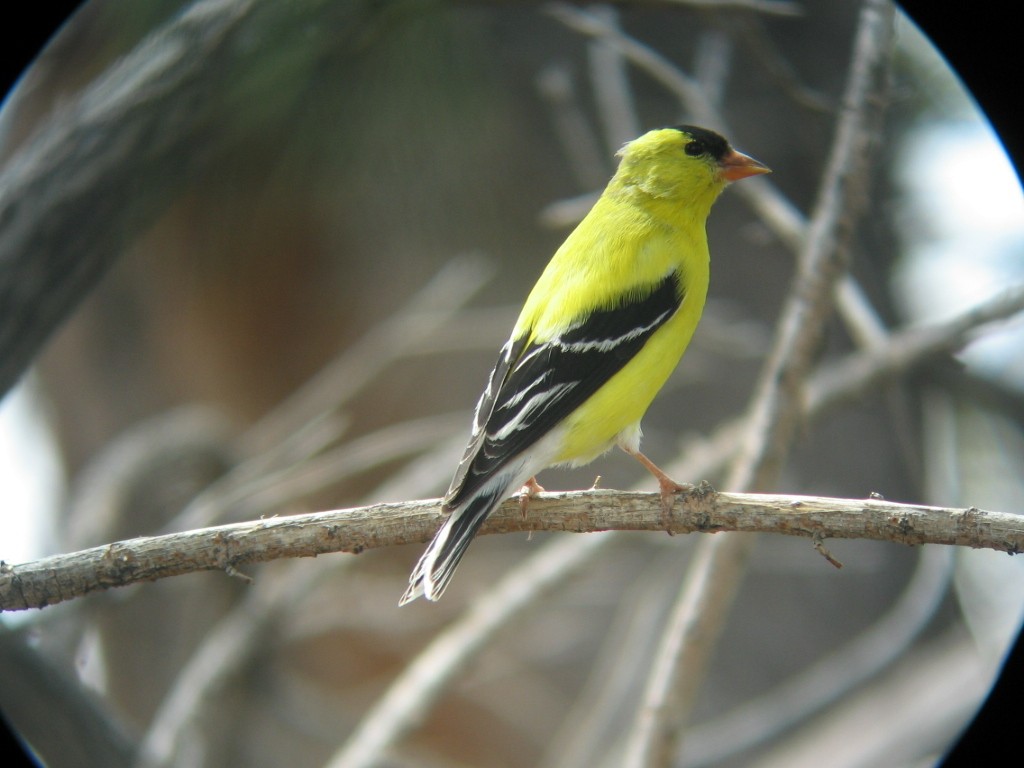 Jilguero Yanqui - ML631708273