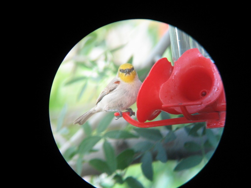 Verdin - ML631708303