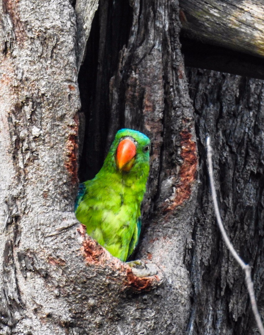 Blue-naped Parrot - ML631708331