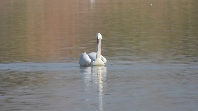 Great White Pelican - ML631708450